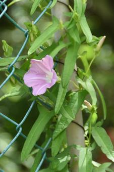 夏の花:ヒルガオ4 夏の花:ヒルガオ4の写真