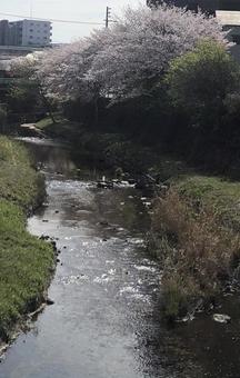 桜と川 4 桜と川 4の写真