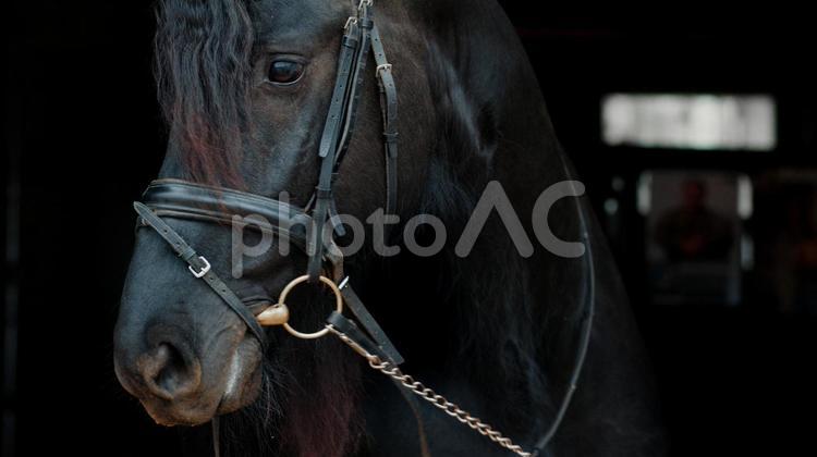 格好いい黒馬 馬,馬の顔,アップの写真素材
