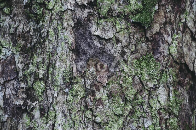 コケの生えた木 背景,木の表面,表皮の写真素材