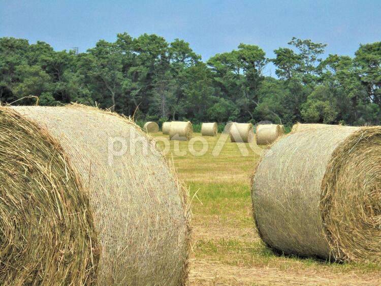 271　牧草ロール 青空,初夏,夏の写真素材