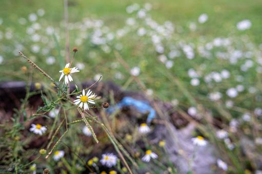 切り株と小さな草花 切り株と小さな草花の写真