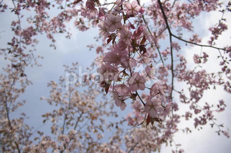 さくら きれい,さくら,つぼみの写真素材
