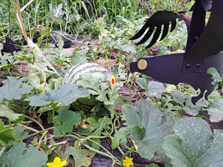 スイカ栽培 スイカ泥棒 スイカ栽培 スイカ泥棒 スイカ,栽培,カラスの写真素材