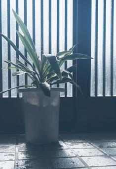 水やりした玄関先の青年の木 水やりした玄関先の青年の木 ユッカ,玄関,グリーンの写真素材