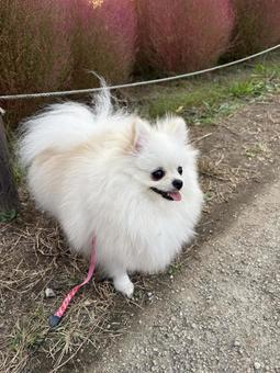 白ポメラニアン13 白ポメラニアン13 ポメラニアン,犬,ポメの写真素材