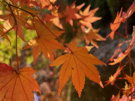 紅葉 もみじ,秋,モミジの写真素材