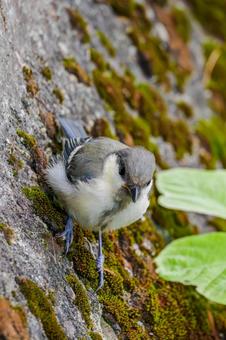 シジュウカラの若鳥⒁ シジュウカラの若鳥⒁の写真