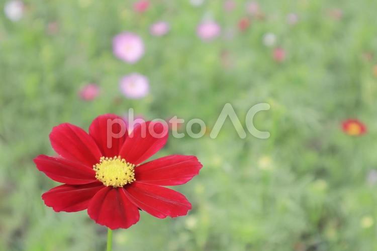 秋の鮮やかな赤いコスモスの花のアップ コスモス,秋桜,秋の写真素材