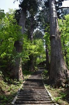 羽黒山の杉並木 三ツ星認定地 羽黒山の杉並木,羽黒山のスギ並木,杉並木の写真素材