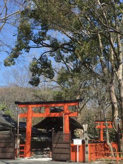 河合神社 河合神社 河合神社,鳥居,神社の写真素材
