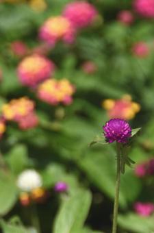 夏から初秋の花:センニチコウ3 夏から初秋の花:センニチコウ3の写真