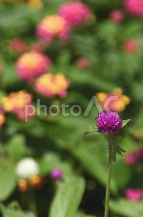 夏から初秋の花：センニチコウ3 植物,センニチコウ,千日紅の写真素材