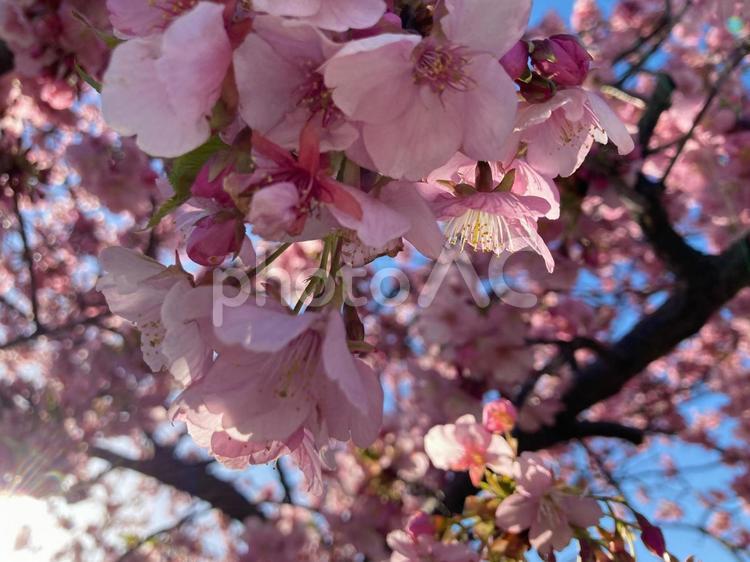 早咲きの桜たち 早咲き,桜,河津桜の写真素材