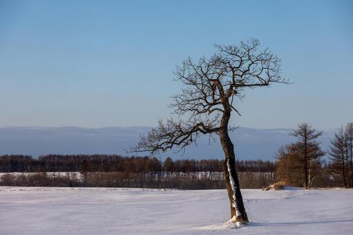 青空の下、雪原に孤高の存在感を放つ木 雪景色,青空,樹の写真素材