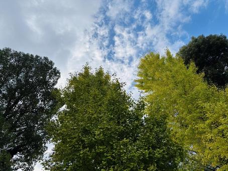美しい青空と木、コピースペース 枝,木,青空の写真素材