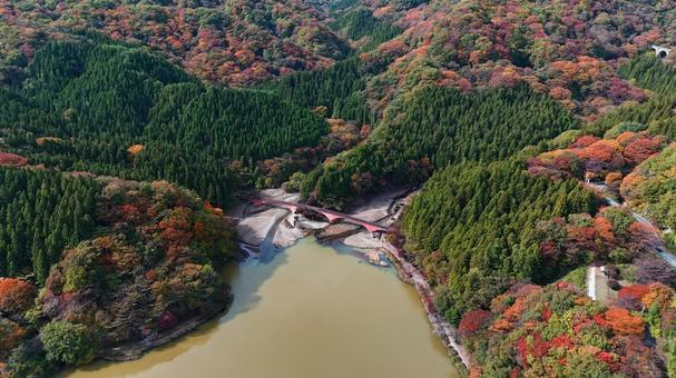 紅葉の碓氷湖　夢のせ橋　空撮 紅葉,山,赤の写真素材