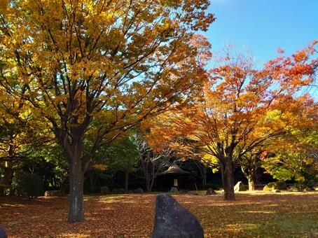 秋の公園：鮮やかに色づいた樹木と青空 紅葉,黄葉,秋の写真素材
