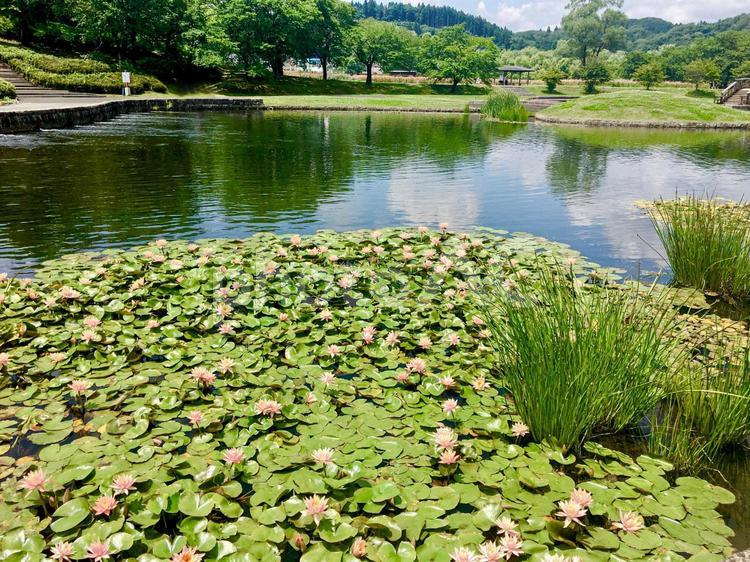 公園の池にある蓮の花 蓮,蓮の花,池の写真素材