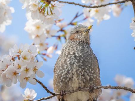 桜とヒヨドリ 桜とヒヨドリの写真
