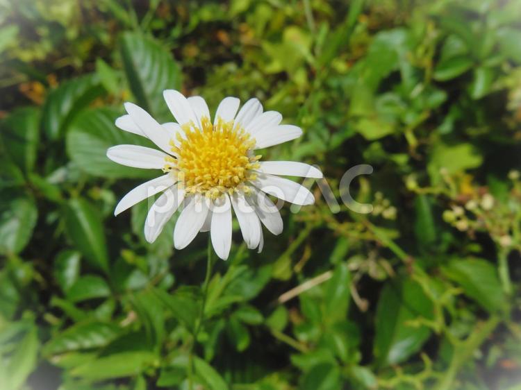小さな白い花 花,白,小さいの写真素材