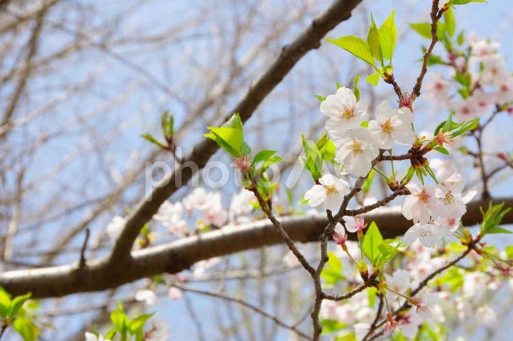 葉桜への移り変わり（ソメイヨシノ） 葉桜,桜,花の写真素材