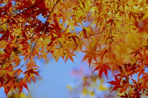 秋の紅葉 秋の紅葉 紅葉,秋,背景の写真素材