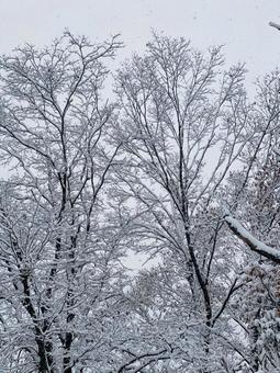 winter, nieve, paisaje, frío, JPG