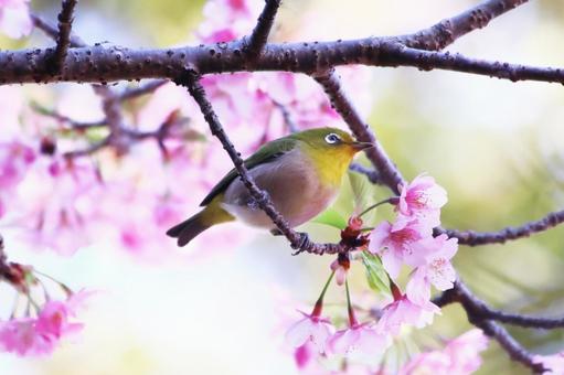 河津桜と可愛いメジロの写真