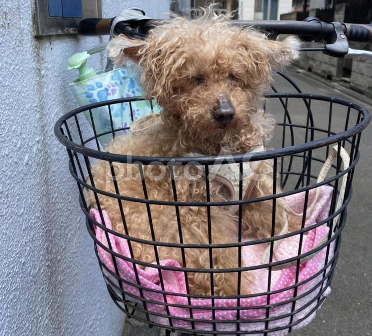 自転車のカゴに入っている老犬のトイプードル 犬,老犬,トイプードルの写真素材