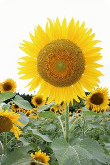 向日葵 向日葵 ひまわり,向日葵,花の写真素材
