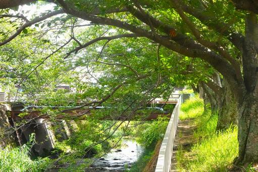 Summer riverside②, JPG