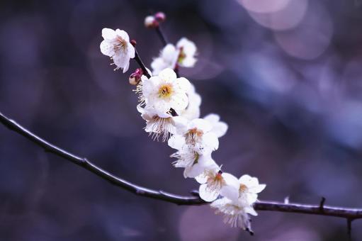 幻想的で美しい梅の花 花,春,梅の写真素材