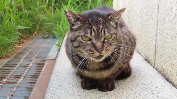 口元から牙をのぞかせるあざとい猫様 口元から牙をのぞかせるあざとい猫様 猫,キジトラ,腹ばいの写真素材