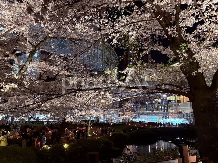 六本木ヒルズ　毛利庭園　桜 桜,夜桜,ソメイヨシノの写真素材
