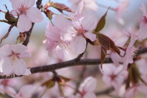 桜 桜の写真