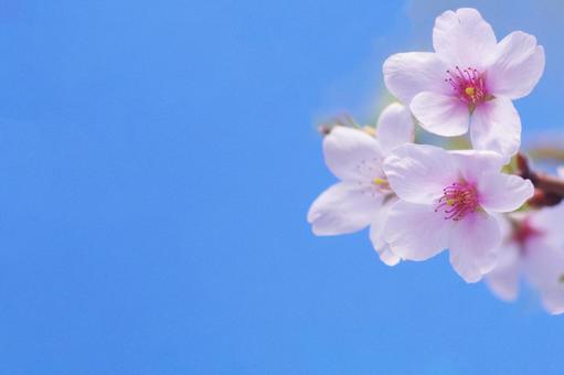 桜 桜の写真