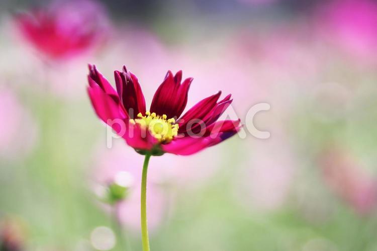 美しいピンクのコスモスの花 コスモス,秋,花の写真素材