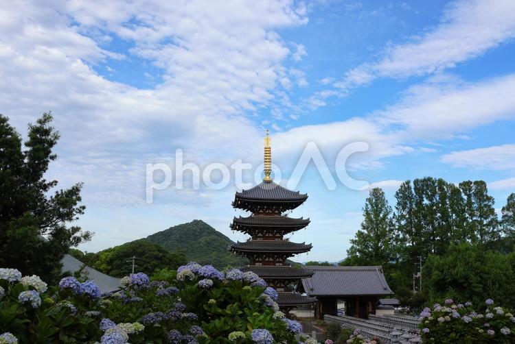 ６月上旬の法然寺の五重塔とアジサイの花 五重塔,伽藍,アジサイの写真素材