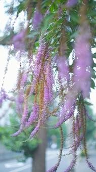 花 花の写真