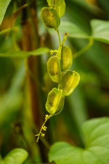 秋の野原のオニドコロの実 植物,緑色,自然の写真素材