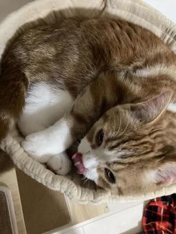 猫 猫の写真