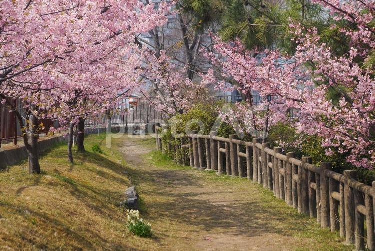 淀城跡の河津桜 3月,春,さくらの写真素材