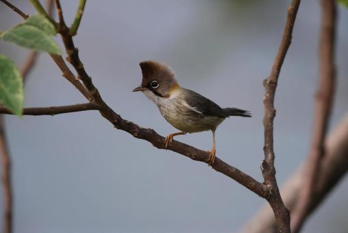チャエリカンムリチメドリ チャエリカンムリチメドリ チャエリカンムリチメドリ,野鳥,生き物の写真素材