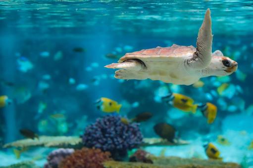 アカウミガメ アカウミガメ 亀,カメ,ウミガメの写真素材