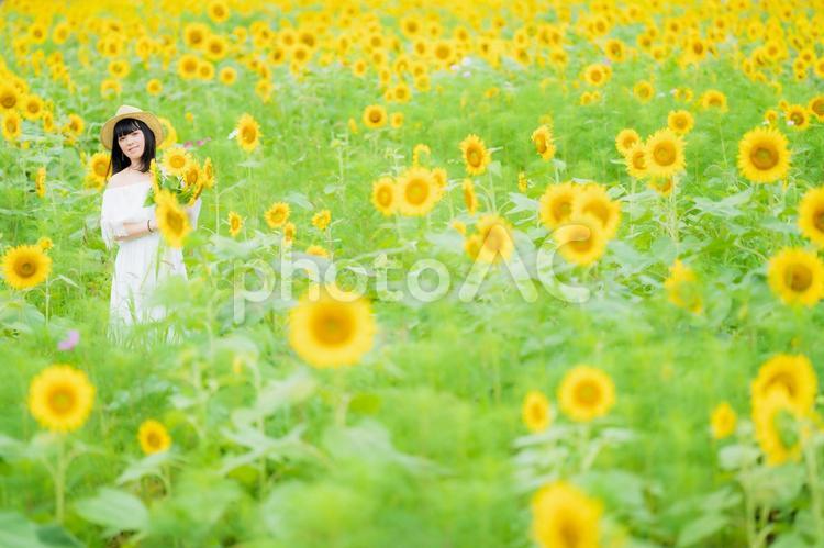 ひまわり畑と笑顔の白いワンピース姿の女性 女性,ひまわり,笑顔の写真素材
