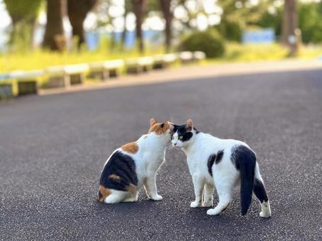 夏のにゃんこ達 夏のにゃんこ達の写真
