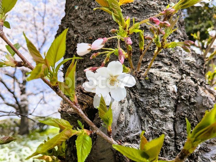 桜さん、あなたが主役だよ 桜,4月の花,ソメイヨシノの写真素材