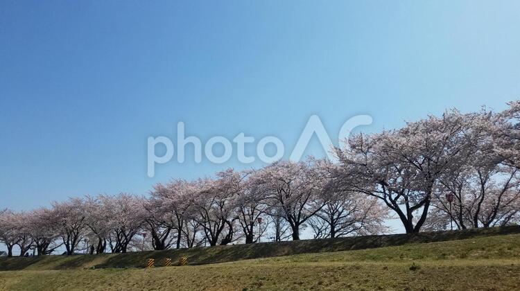 墨俣城の桜 桜,城,春の写真素材