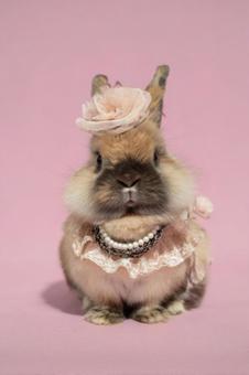 優雅な格好のうさぎ 優雅な格好のうさぎの写真